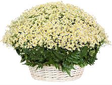 Цветочная композиция из Ромашки в корзине #REPLACE_PRED# Ивоте